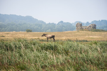 Fototapeta premium Wild horse in grassland with a ruined building