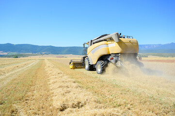 Naklejka premium Harvester machine harvesting wheat in the field. Industry