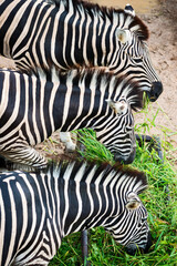 Three zebras eating grass in a stable.