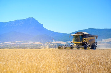 Fototapeta premium Harvester machine harvesting wheat in the field. Industry