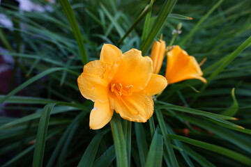 spring yellow flower