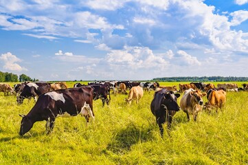 Cows grazing on the field in a summer sunny day. Moscow region, Russia.