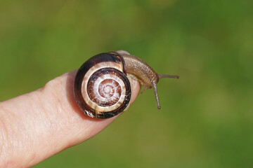 Grove snail or brown-lipped snail (Cepaea nemoralis) of the family Helicidaeon a finger. In a Dutch garden in September.