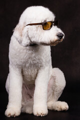 Doodle Goldendoodle