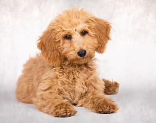 Doodle Goldendoodle