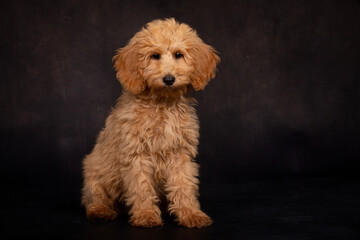 Doodle Goldendoodle