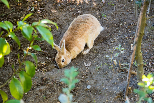 Bunny digging in a front yard, Seattle Washington.