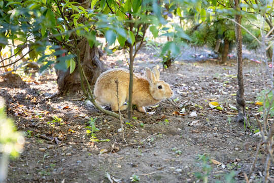 Bunny nibbling in a front yard, Seattle Washington.
