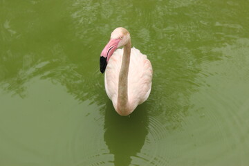 Pink flamingo floating on the green surface of the lak