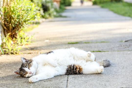 A small Tabby cat lounging on the sidewalk, Seattle Washington.
