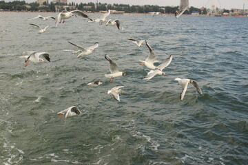 Feeding bread to seagulls flying next to a boat that floats on the sea