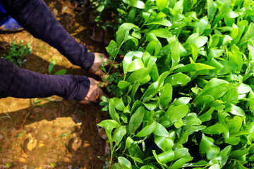 person planting a plant, seedling nursery for afforestation