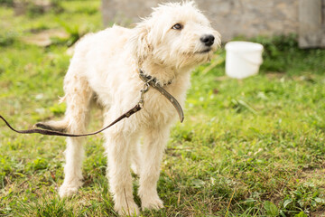 white fluffy and stray dog