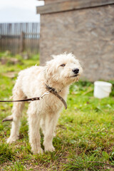 white fluffy and stray dog