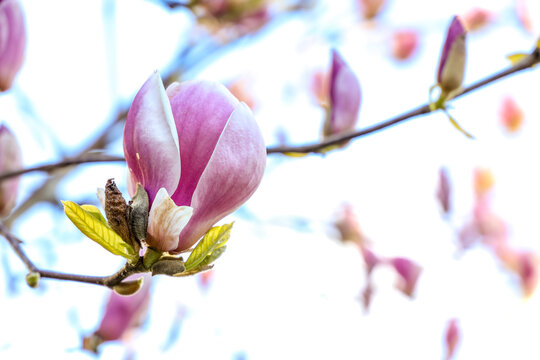 Magnolia tree blossom blooming, Seattle Washington