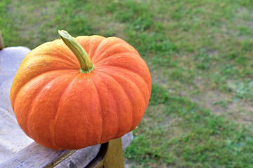 Yellow and red pumpkin on the background of grass in autumn