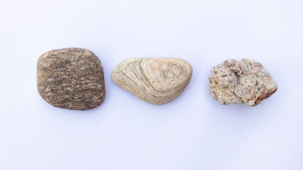 .Scales from a stone isolated on a white background.Sea stones on white background