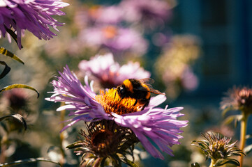 Bumblebee pollination of flowers in the garden