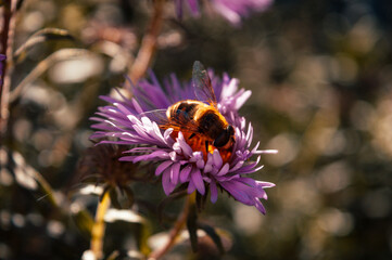 Bumblebee pollination of flowers in the garden