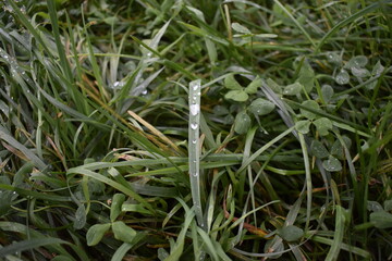 Fresh nectar of life