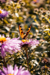 Butterfly sitting on flowers