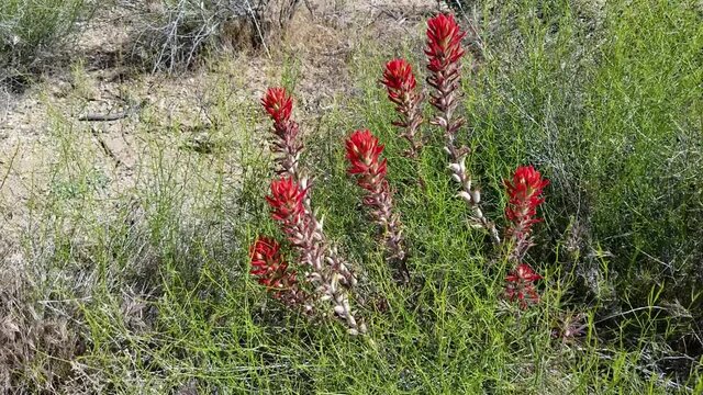 Red spike inflorescences and bracts on Desert Paintbrush, Castilleja Chromosa, Orobanchaceae, native hemiparasitic herbaceous perennial in Joshua Tree National Park, South Mojave Desert, Springtime.