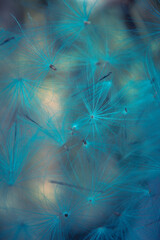 Down of plants in blue