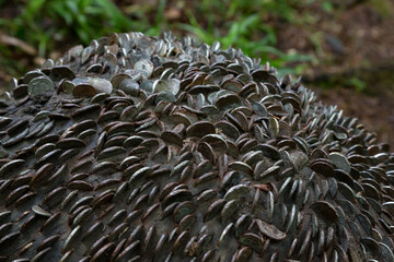 Coins in a wish tree near Lyford Gorge, Devon UK