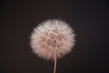 Isolated Photo of a Dandelion