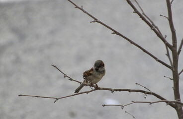 House sparrow
on branch in snow
