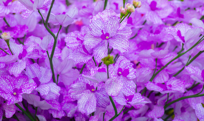 Fototapeta na wymiar Beautiful purple pink orchid flower pattern