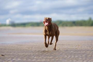 dog on the beach. Active pit bull terrier jumping on the background of the sea