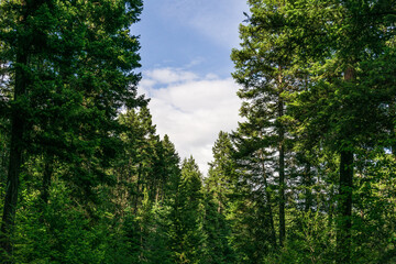 Beautiful forest green trees under blue sky with white clouds.