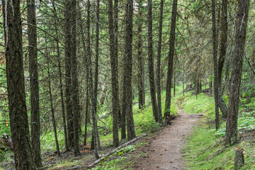 Empty hiking trail in the Paul Lake Provincial Park British Columbia Canada.