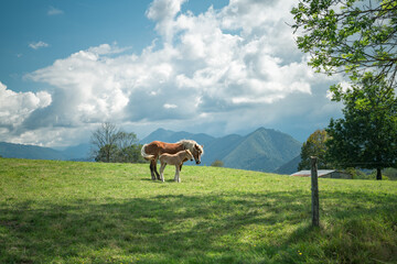 Mare and foal in the mountains meadow
