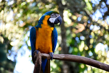 Vida animal