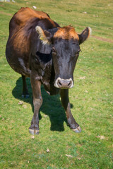 Fototapeta na wymiar Brown cow in front of mountain landscape