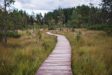 Summer view of wooden walkway on the territory of Sestroretsk swamp, ecological trail path - route walkways laid in the swamp, reserve 