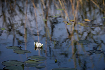 Beatiful white water lily in dark water with hay reflections on the background
