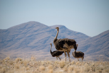 Three ostriches (Struthio camelus) in grassland against mountain backdrop. Shot in Namibia,...