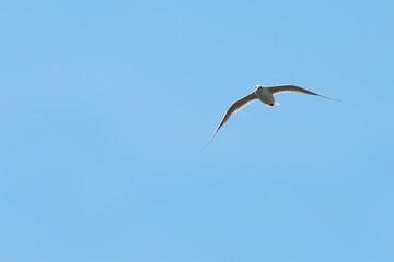 A river gull in flight against a clear blue cloudless sky. A Seagull soars in the blue sky