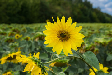 Photo of a Sunflower flower also known as Helianthus L against the sonflowers meadow, green grove and a cloudy sky