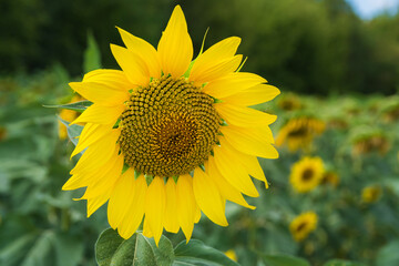 Closeup photo of a single flower of Sunflower Helianthus L on the background of sonflowers meadow and a green growth