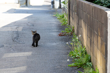 小さな港町の猫　千葉県銚子市　日本