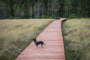 Summer view of wooden walkway on the territory of Sestroretsk swamp, ecological trail path - route...