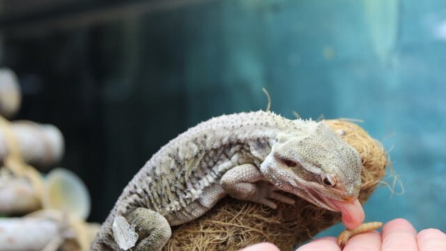 A lawson's dragon is catching a worm with his tongue from his owner's hand.