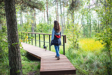 Naklejka na ściany i meble Summer view of wooden walkway on the territory of Sestroretsk swamp, ecological trail path - route walkways laid in the swamp, reserve 