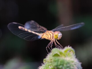 dragonfly on a leaf
