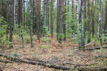 forest in early autumn