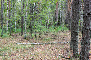 forest in early autumn